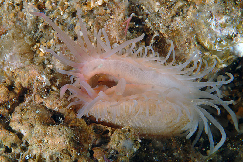 Lima tuberculata, Lima tuberculata e Chama gryphoides